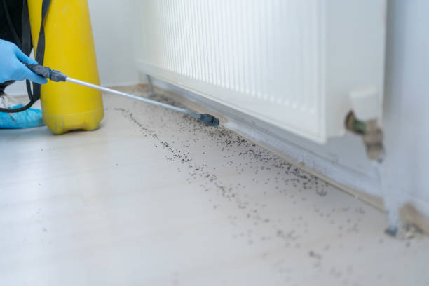 Best Affordable Pest Control Services  in Kula, HI